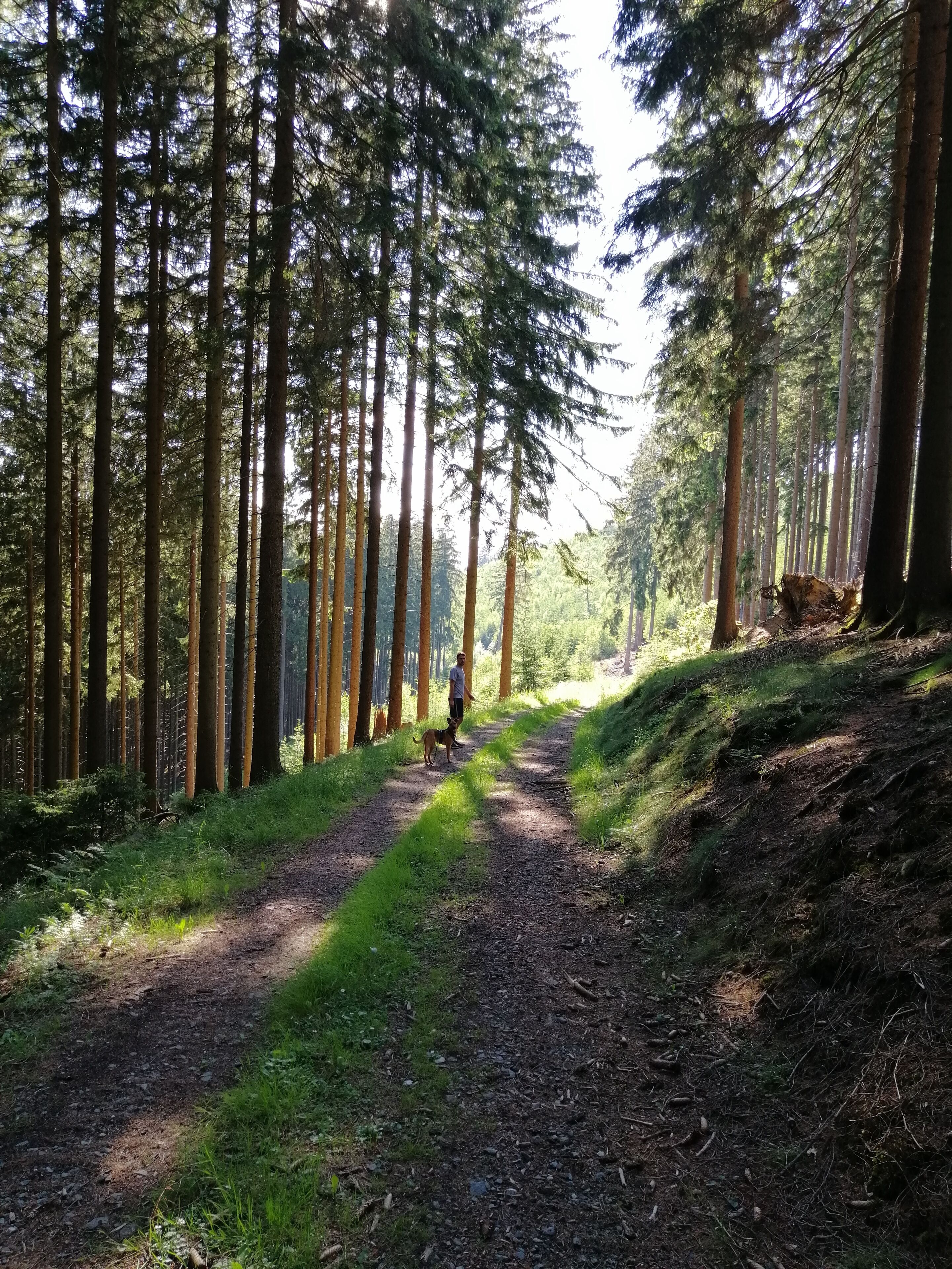 Un sentier forestier bordé de grands arbres, sur lequel on voit une personne promenant un chien.