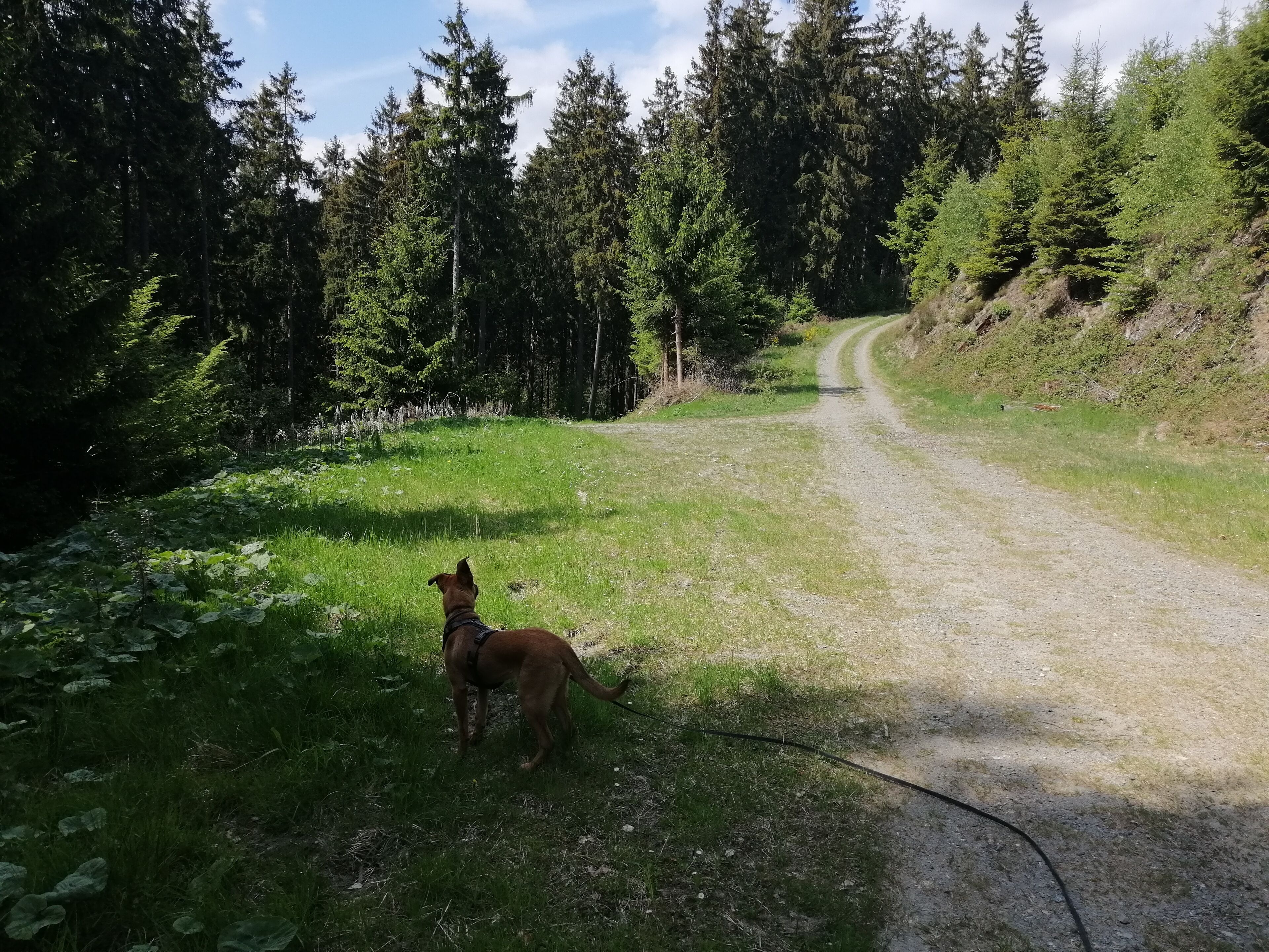 Ein Hund an der Leine steht auf einem grasbewachsenen Weg in einem bewaldeten Gebiet.