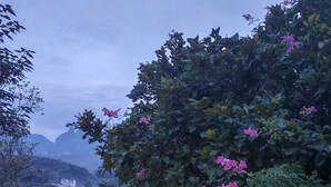 Un sentier qui mène à une piscine entourée d’une végétation luxuriante et de fleurs roses.