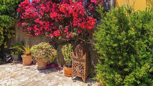 A garden with potted plants, a cactus, and a decorative metal chair. - Casa Quintero 4 dorm Conil de la Frontera by Ruralidays (Cádiz)