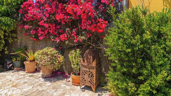 A garden with potted plants, a cactus, and a decorative metal chair.