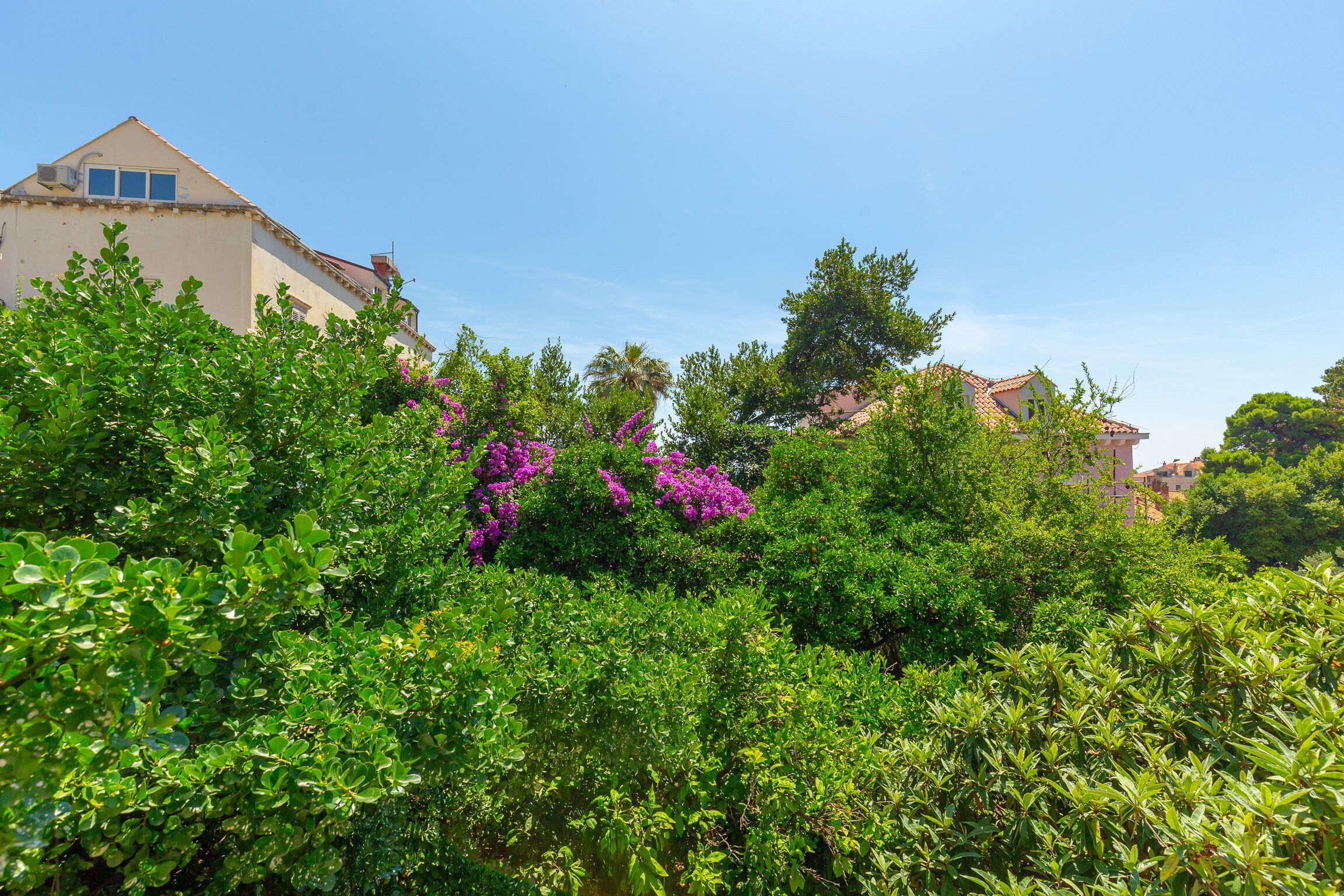 Un jardin luxuriant, avec un feuillage dense et des fleurs violettes, un bâtiment doté d’un toit en tuiles et un ciel bleu azur.