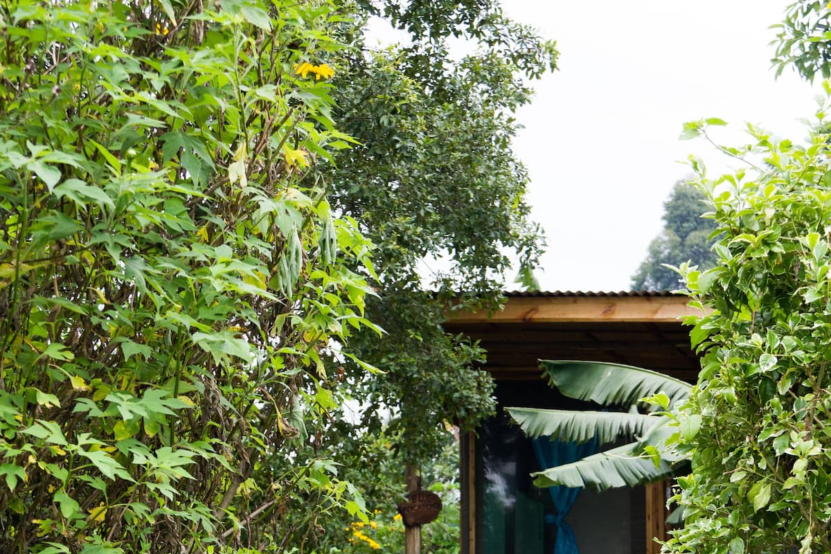 Comfort Double Room (Blue Flycatcher) | Garden view