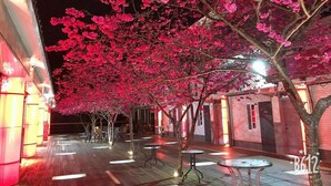 Spazio all'aperto con alberi di ciliegio, tavoli e sedie, ideale per mangiare o rilassarsi.