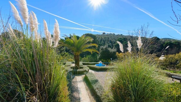 Un sentier de jardin mène à une fontaine bleue, entourée de hautes herbes et d’un palmier.