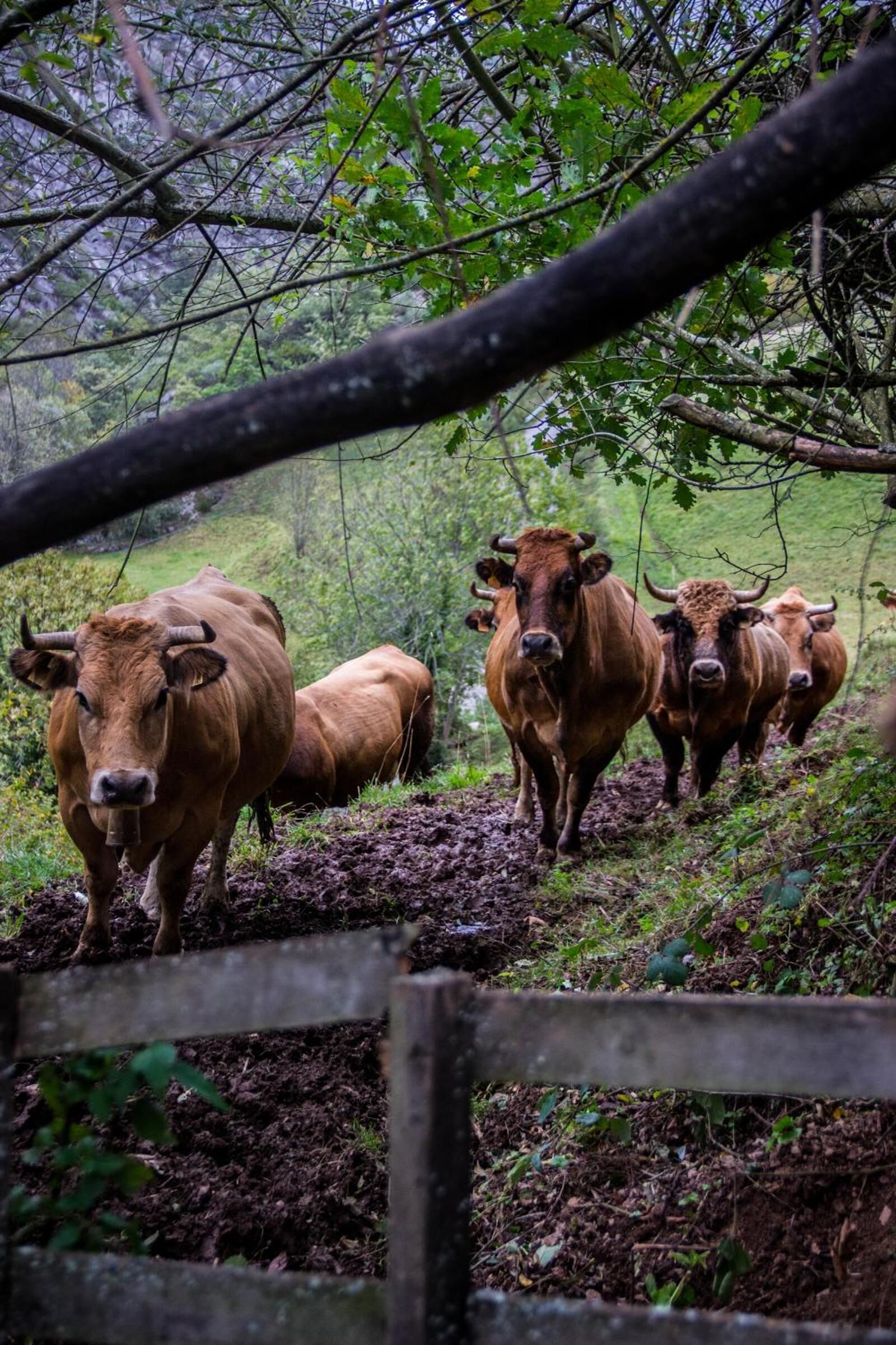 Photo - Núcleo de turismo Rural La Corte