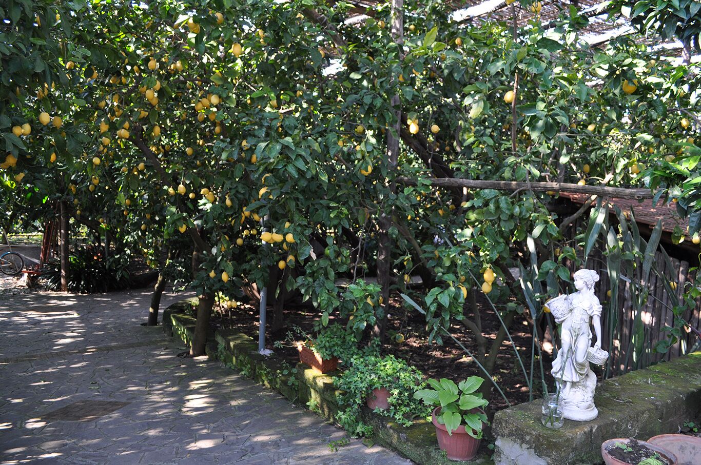 Giardino