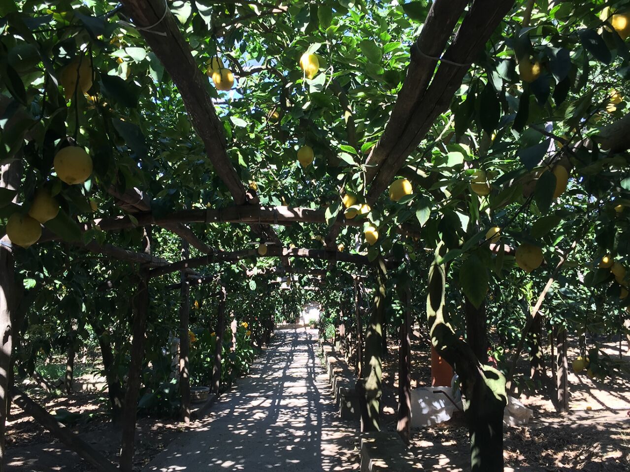 Un agrumeto di limoni con un vialetto alberato.
