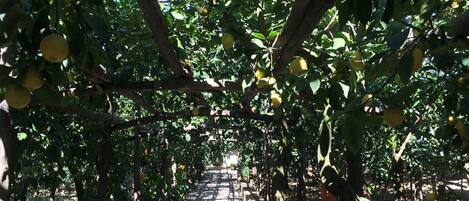 Un agrumeto di limoni con un vialetto alberato.
