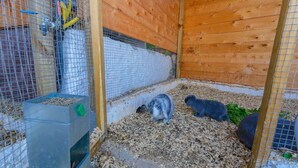 A wooden rabbit enclosure with wire mesh walls, a feeding station, and a wooden floor.