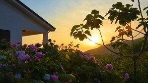 Un jardin où s’épanouissent des fleurs, avec un bâtiment en arrière-plan.