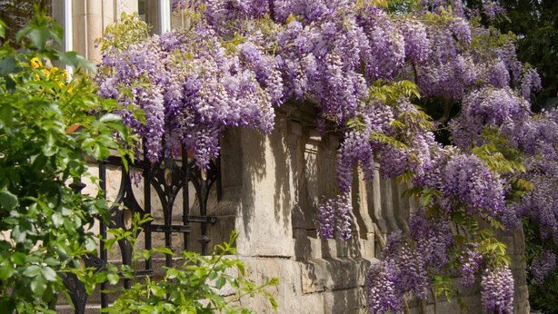 A building with a stone facade and a wisteria vine climbing over the wall. - Gästehaus Musmann (Hann. Muenden)
