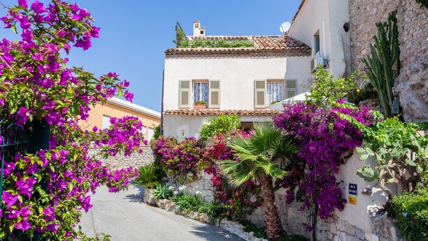 A narrow street with a white building featuring shutters and a tiled roof, surrounded by vibrant bougainvillea and other plants. - Newly renovated townhouse  w/ garden and sea-view for 4 guests in old Antibes (Antibes)