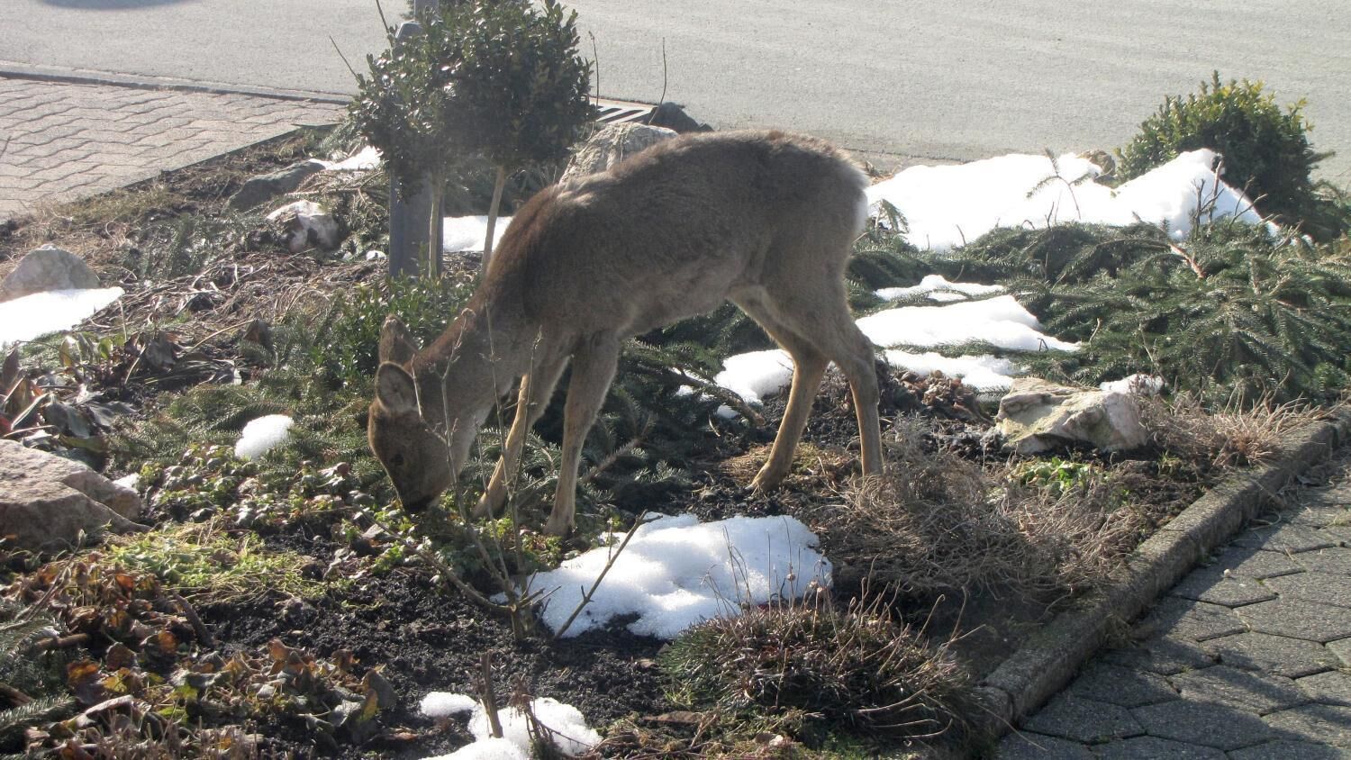 A deer grazing in a natural setting with rocks, snow, and sparse vegetation.