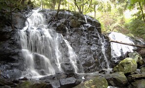 Property grounds - Bellthorpe Stays- Birdwing cabin: nature's favourite place on 400 private acres. (Bellthorpe)