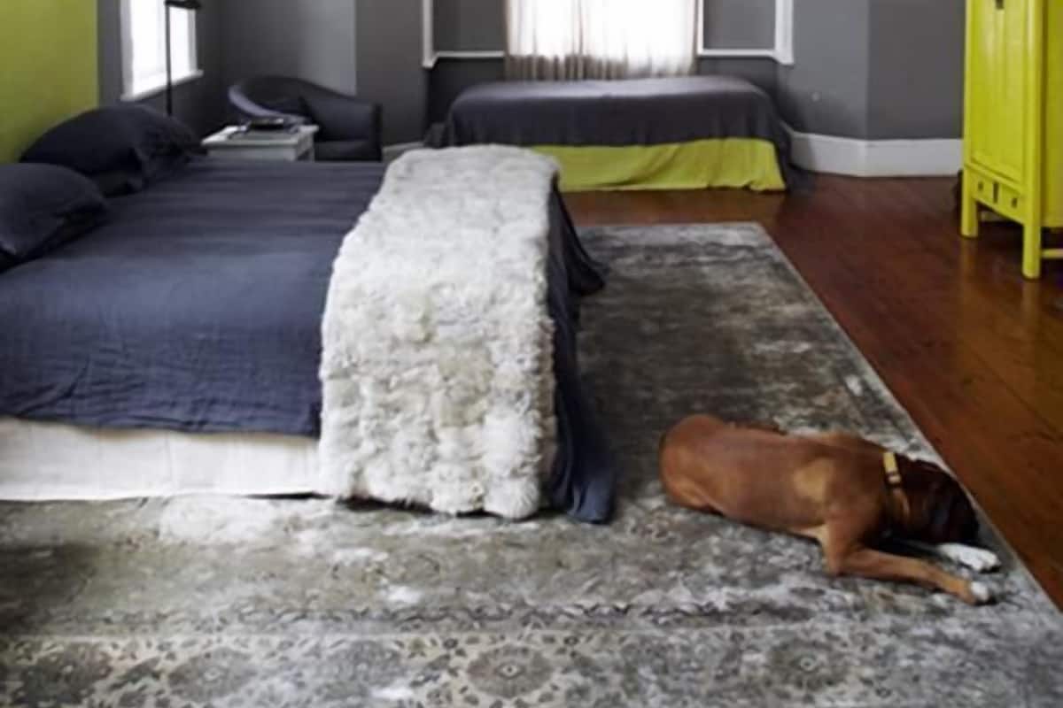 Une chambre à coucher avec un lit, un chien, une armoire jaune et une grande fenêtre avec des rideaux.