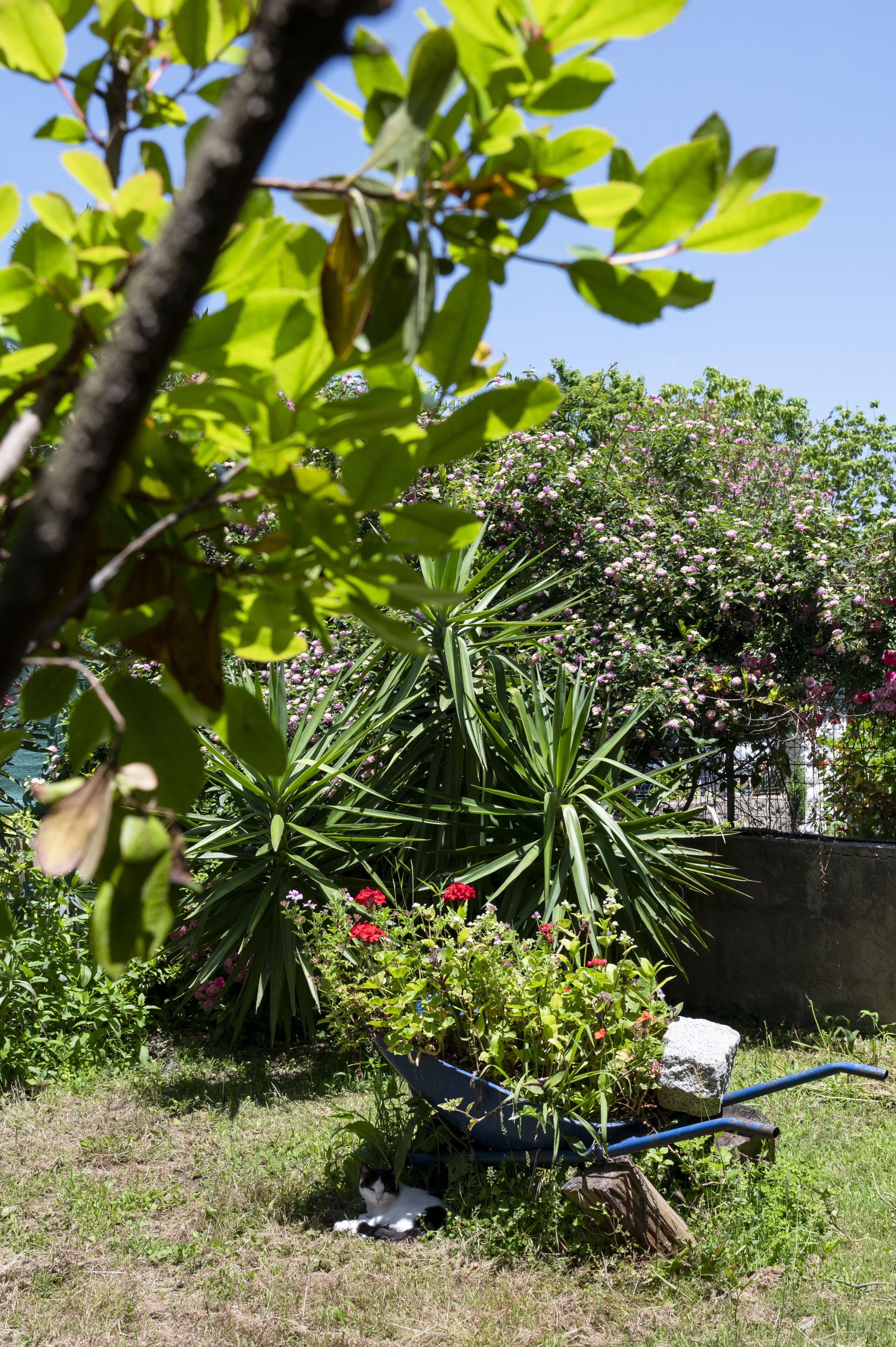 A garden with various plants and flowers, a blue hose, and a cat lying on the grass.