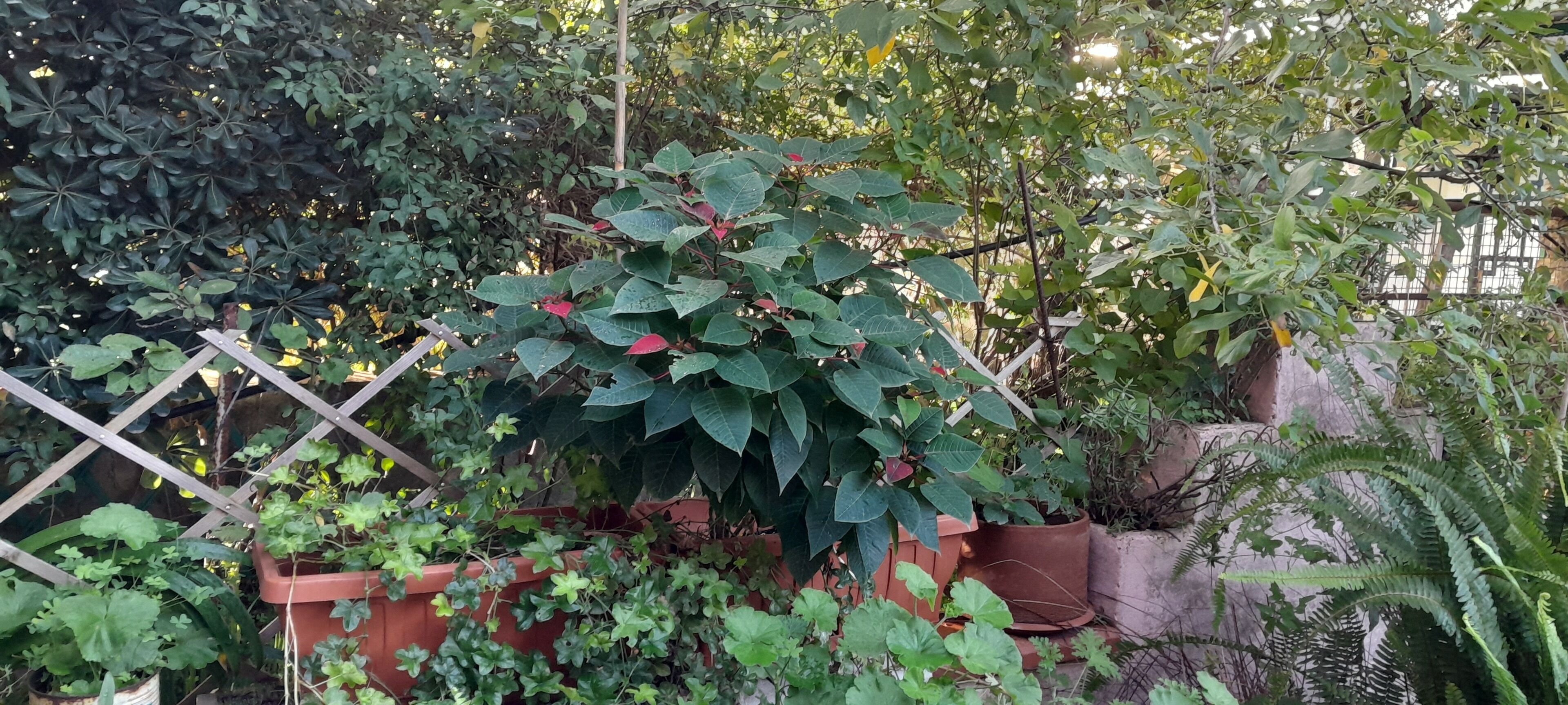 Un jardín con diversas plantas y una enrejada de madera.