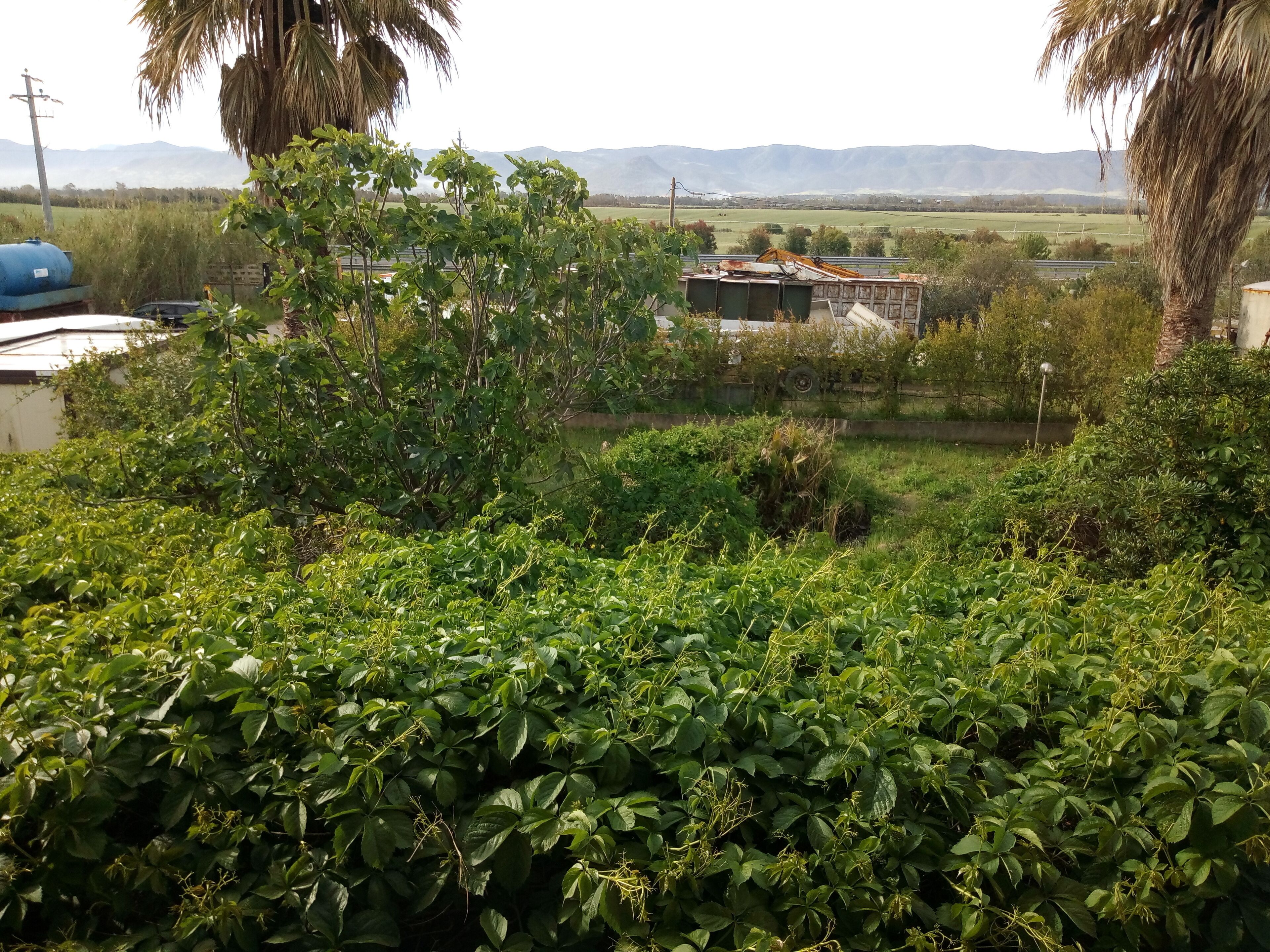 A lush garden with dense foliage and a view of distant mountains.