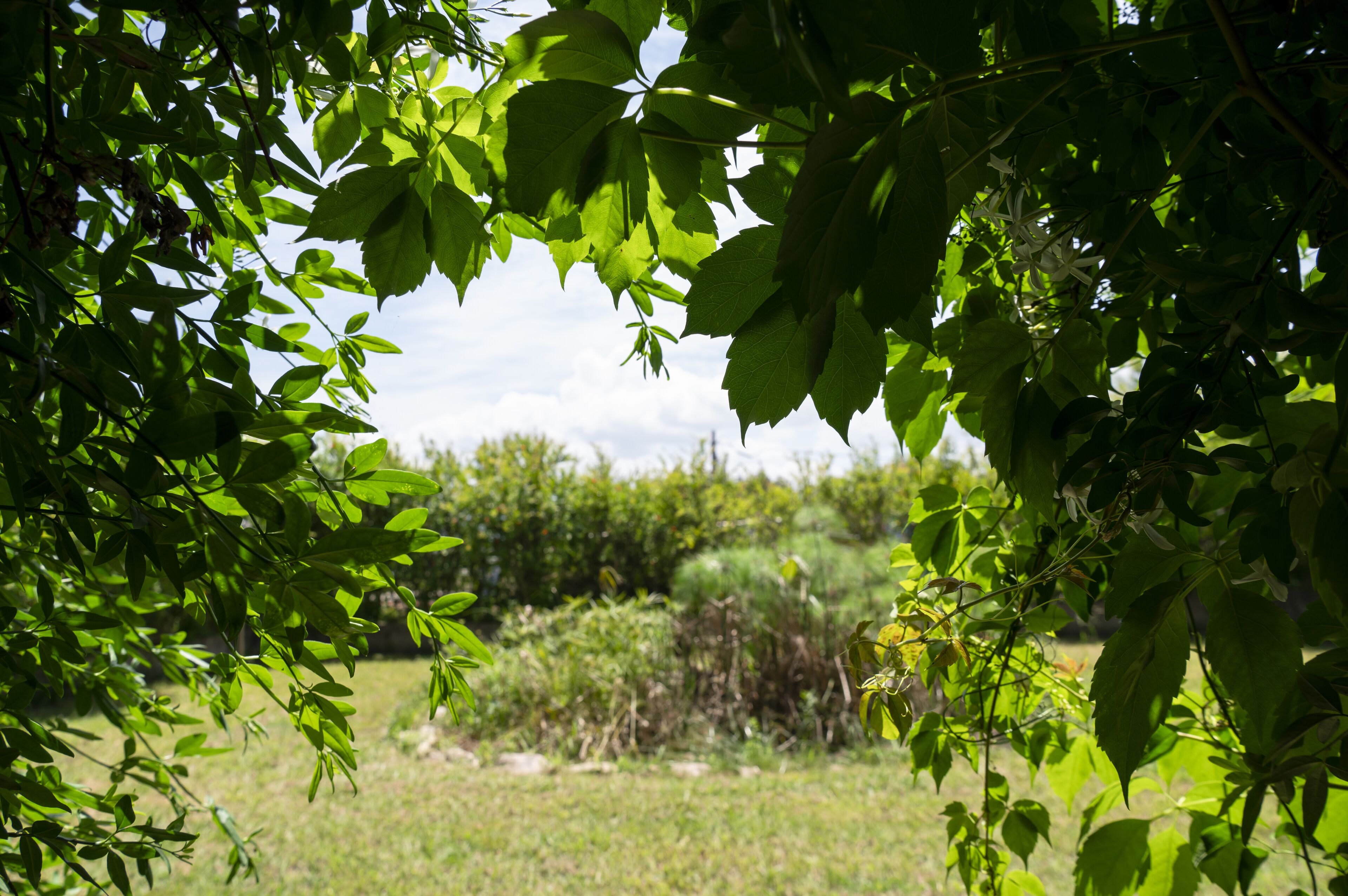 Uitzicht door dicht bladerdak op een grasveld met bomen in de verte.