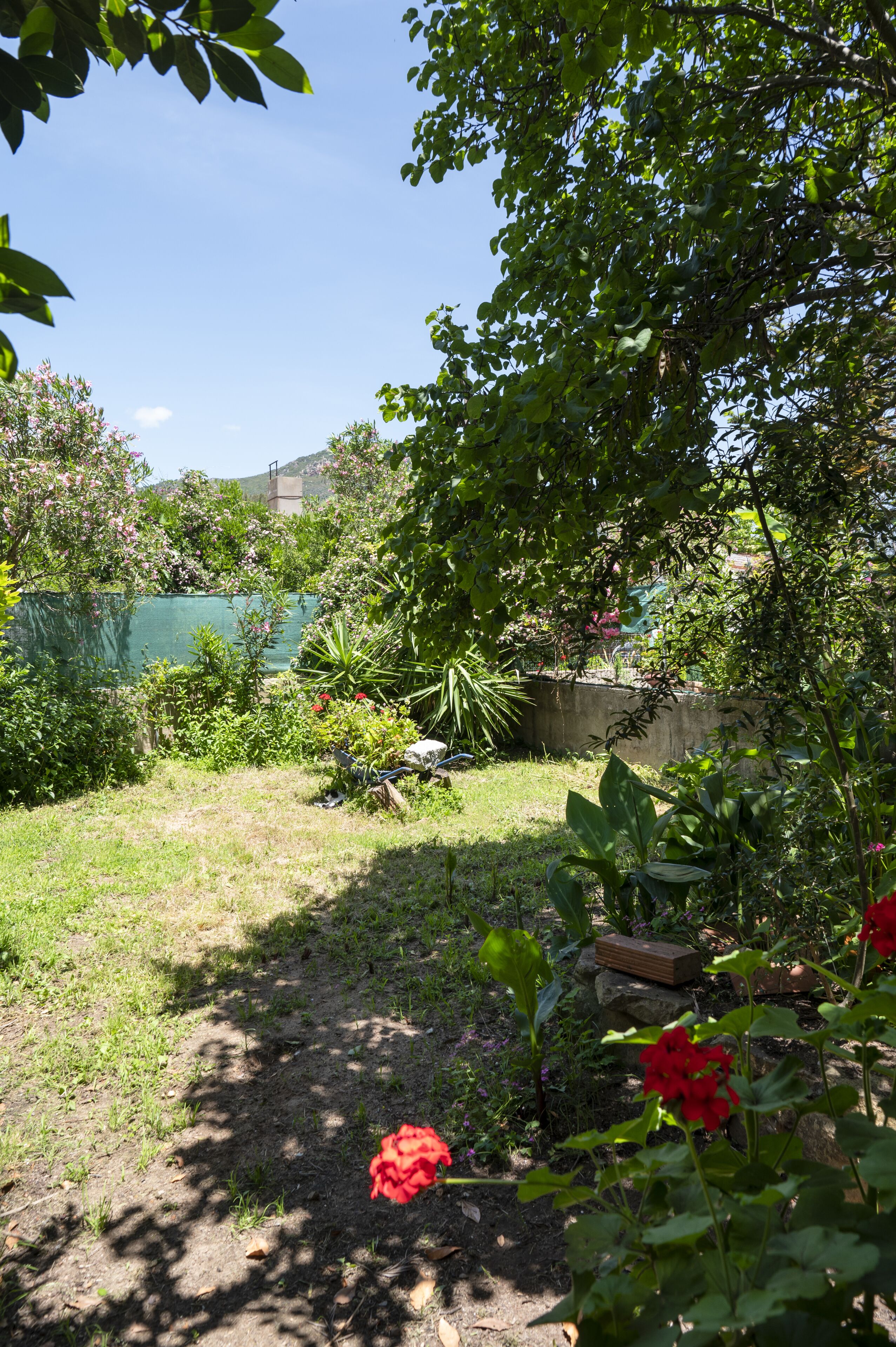 A garden with various plants and flowers, a concrete wall, and a green fence.