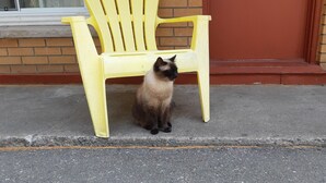 A Siamese cat sitting on a yellow chair in front of a brick wall. - Pine Grove Motel (Sault Ste. Marie)