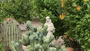 En kaktuslund med en statue, omgivet af forskellige planter og blomster.