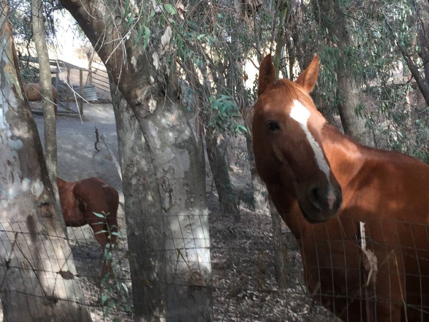Een paardenwei met bomen en een omheining.