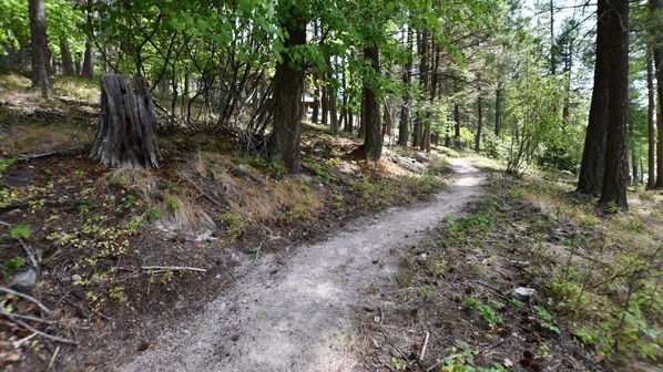 A forest path with trees and underbrush.