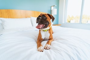 Pet-friendly - Staybridge Suites Washington DC East - Largo by IHG (Upper Marlboro)