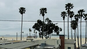 A beach view with palm trees, a sandy beach, and a body of water. - Large 4 bedroom, steps from the beach with rooftop patio and jacuzzi. Sleeps 10 (Long Beach)