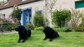 Two black dogs sitting on grass in front of a house with a blue door and a white exterior.