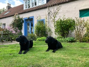 Deux chiens noirs sont assis sur l’herbe devant une maison dont la porte est bleue et les murs blancs.