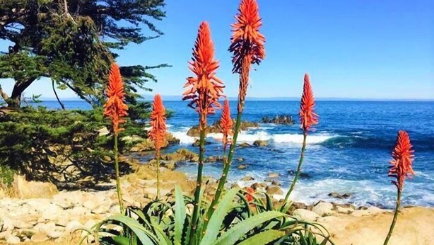 House, Multiple Beds (MV14: Beach Retreat Close To The Beac) | Property grounds - Mv14: Beach Retreat Close To The Beach And Carmel (Carmel)