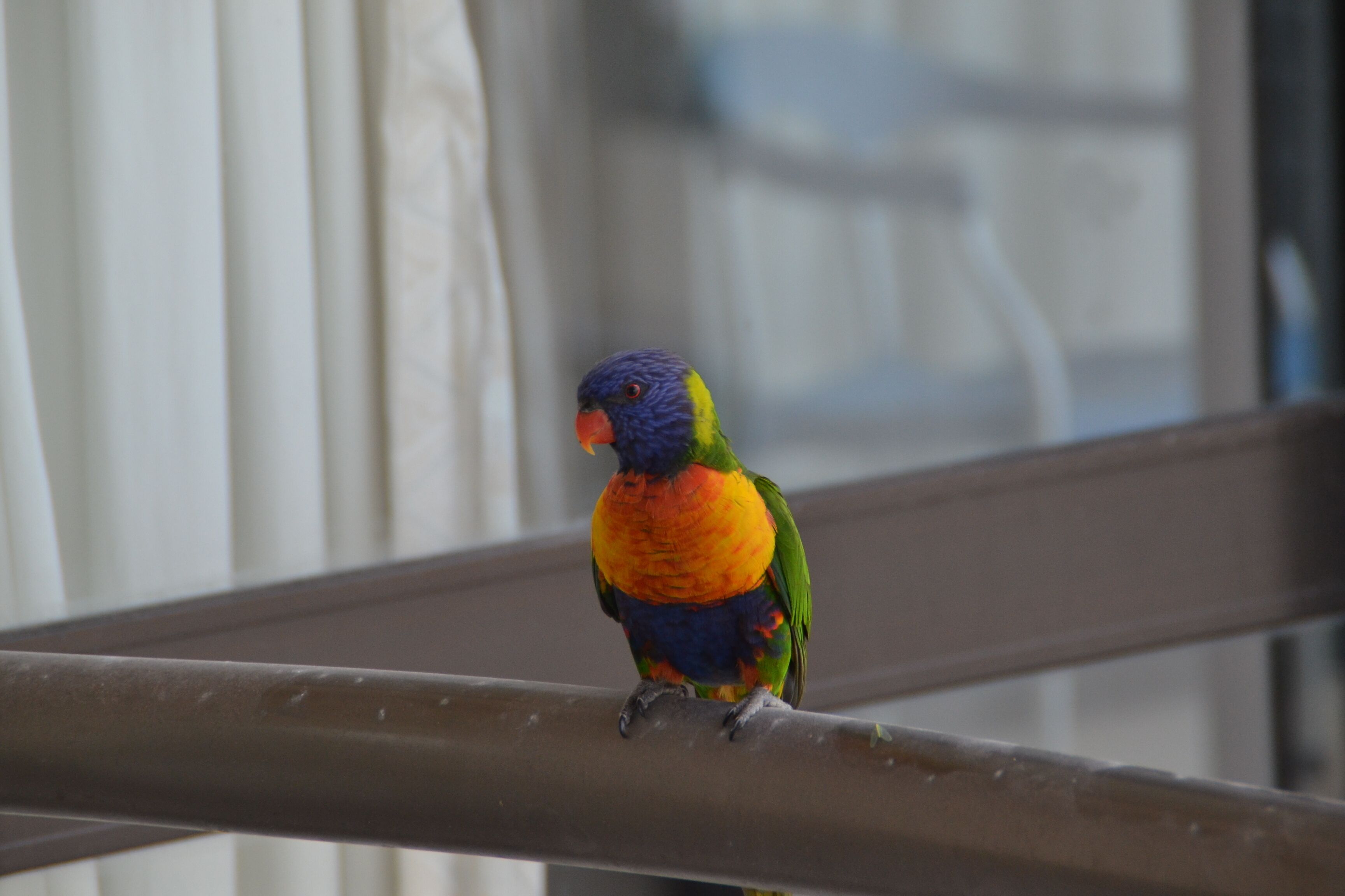 Luxury 1 BR Ocean View Apartment Free WIFI netflix  — image 3