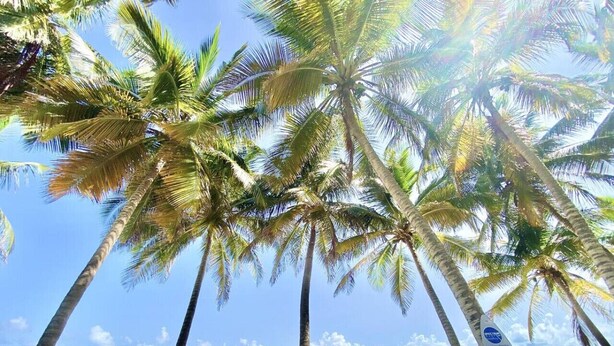 Een strand met palmbomen en een heldere lucht.