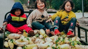 Three children sitting on a bench with a pile of root vegetables in front of them. - Ha Giang Discovery Hostel (Ha Giang 1)