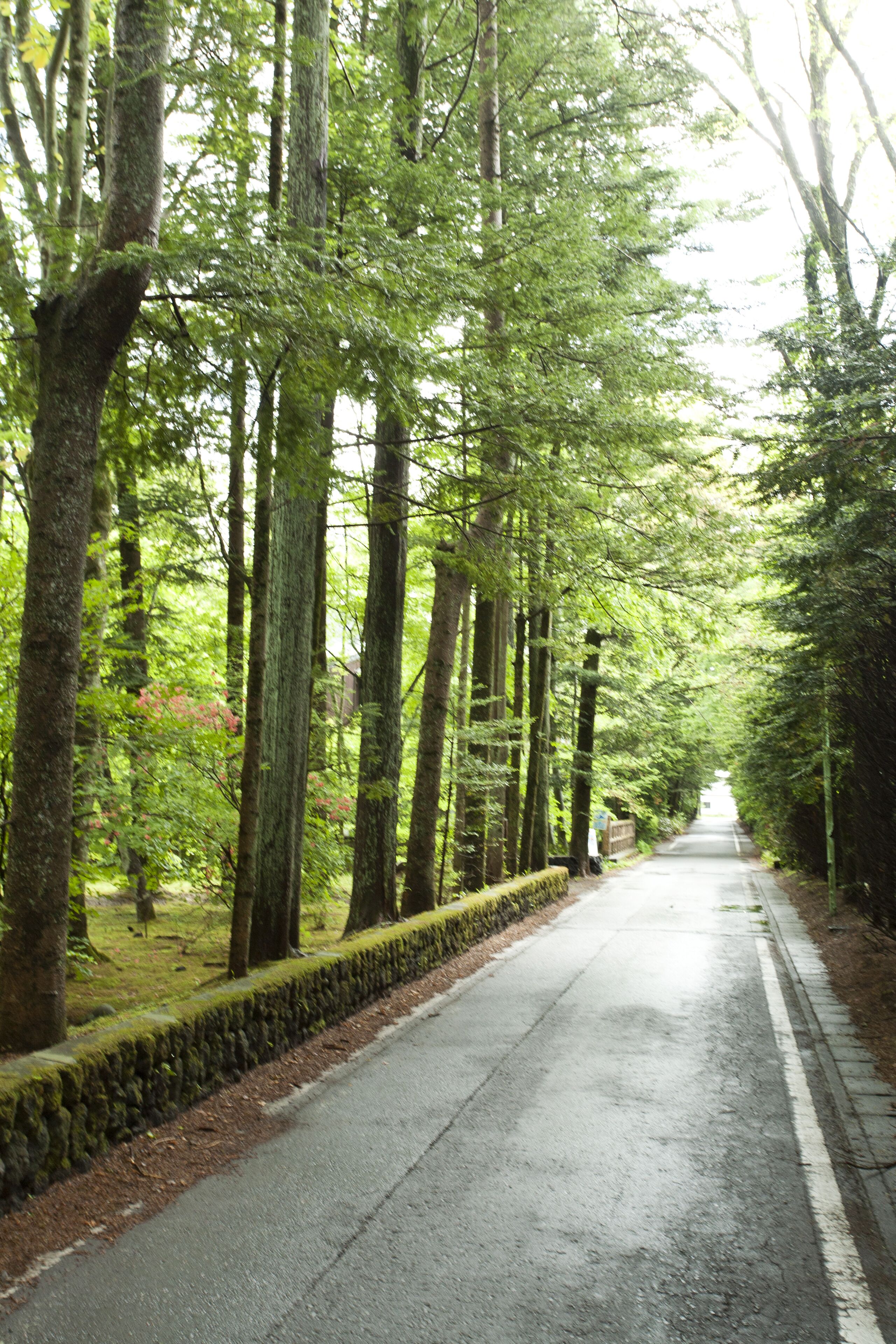 A paved pathway flanked by tall trees and a stone wall, leading into a forested area.