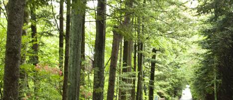 A paved pathway flanked by tall trees and a stone wall, leading into a forested area.