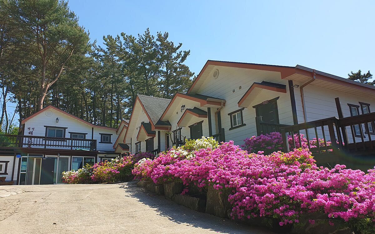 A row of cabins with a gravel driveway and flowering bushes.