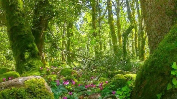 A forest floor with vibrant pink flowers and moss-covered rocks. - L'Agrifoglio (Aritzo)
