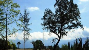 Un jacuzzi con muelle de madera y vistas a árboles y un cielo despejado.