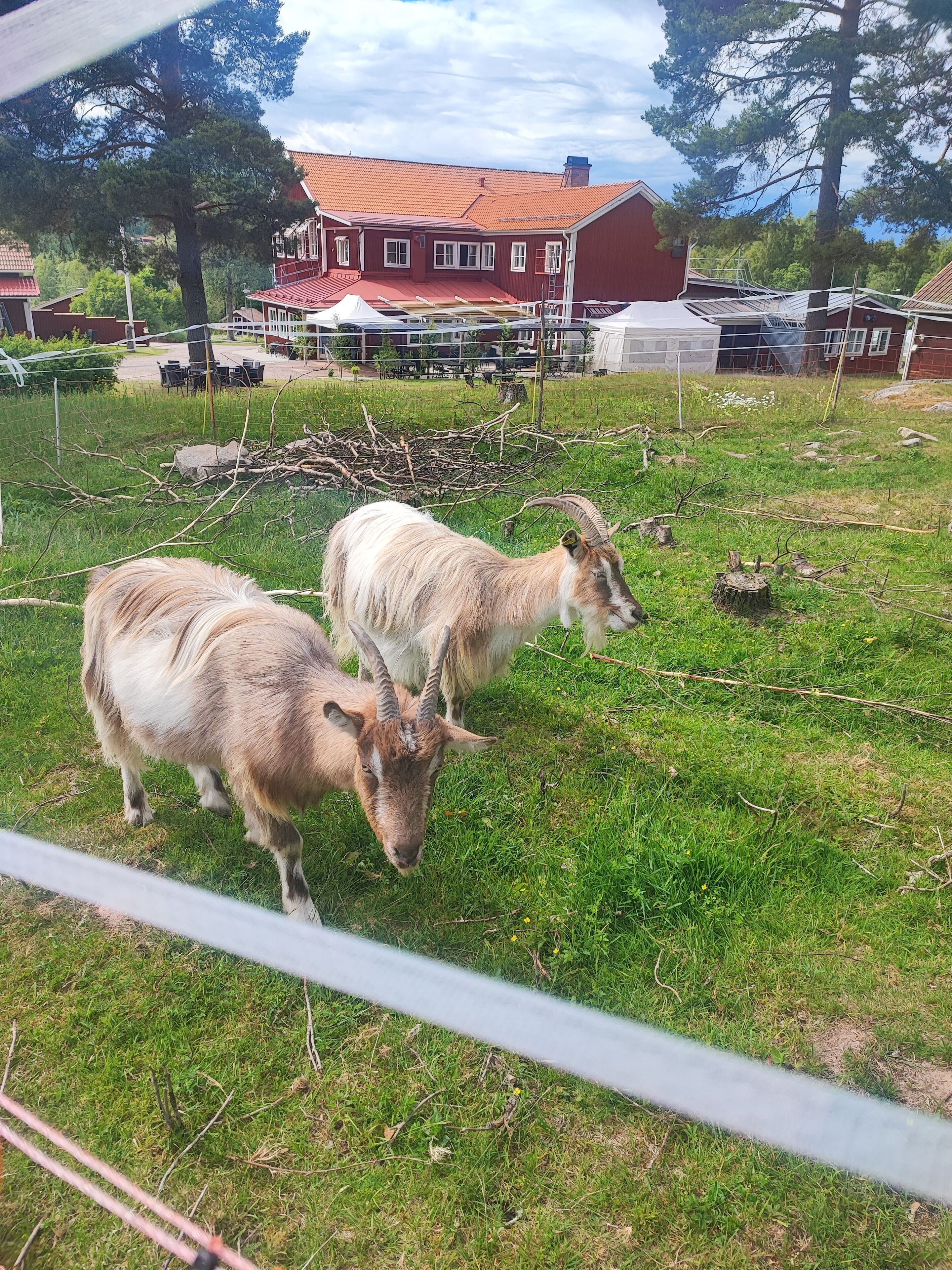 Un espacio al aire libre cercado con dos cabras pastando.