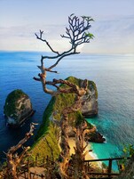 Un paisaje costero con una rama de árbol destacada que se extiende sobre el mar, formaciones rocosas y una vista despejada del océano.