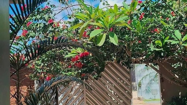 Un espace extérieur abrité, doté d’une pergola en bois, de plantes en pot et d’une clôture en métal ondulé.
