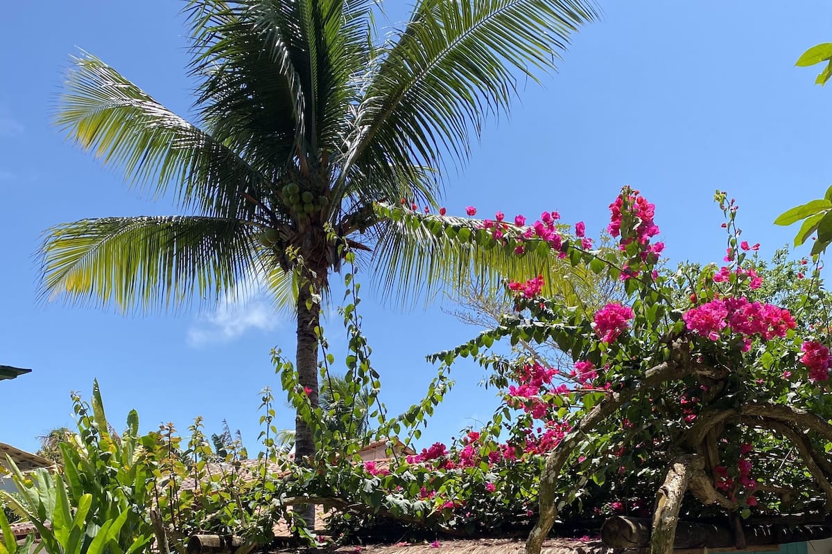 Ein tropischer Garten mit einer Palme, rosa Blüten und einem Schild mit der Aufschrift 'CARAIVA'.