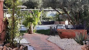 Un sendero en un jardín con cerca de madera, una maceta grande y una palmera.