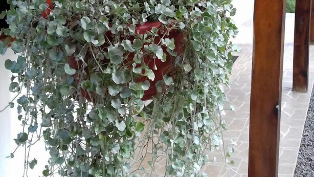 A hanging plant in a covered outdoor area with wooden beams and stone flooring. - Pousada Heritage Colonial (Nova Petropolis)