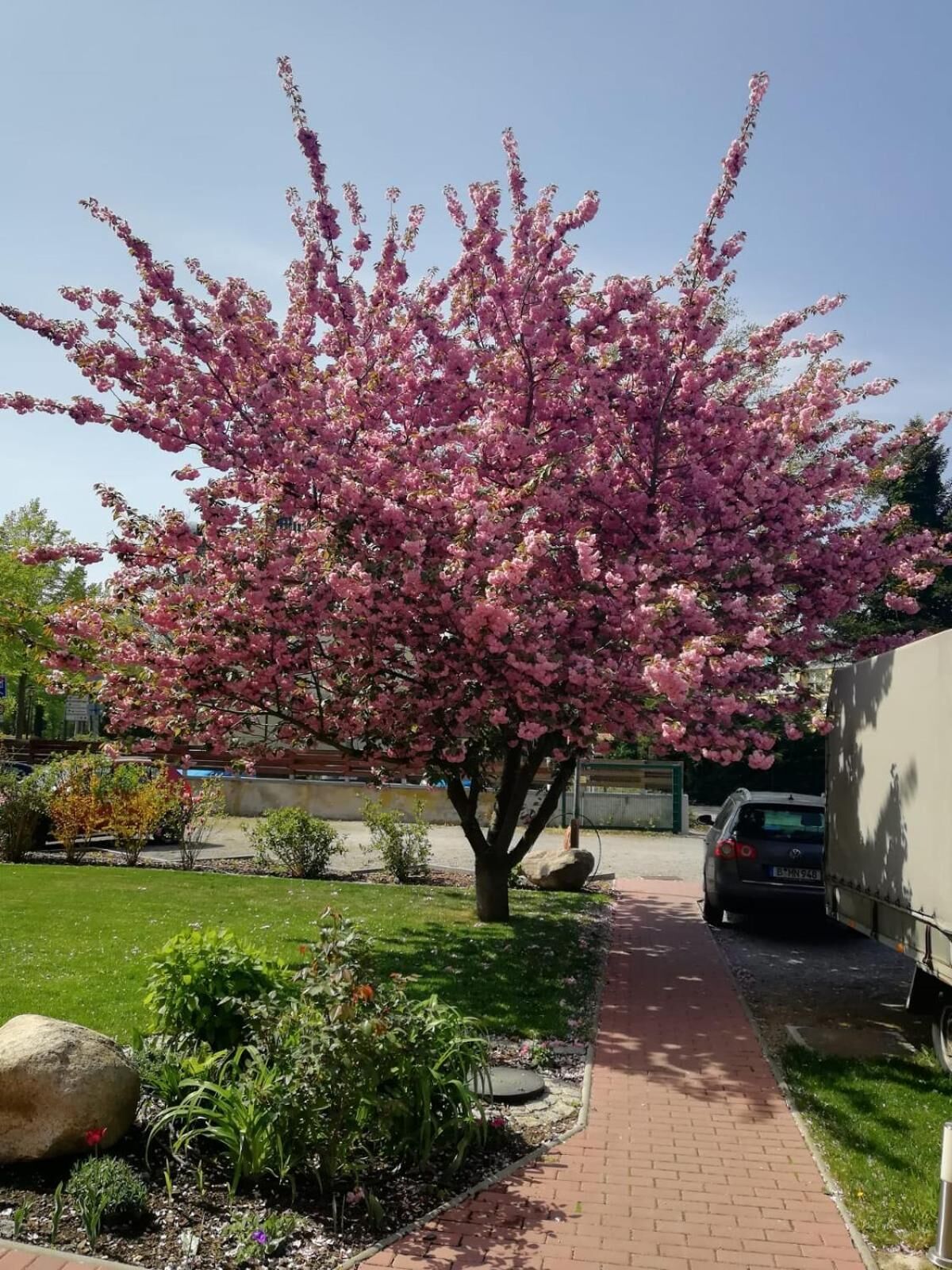 A garden with a blooming tree, a paved walkway, and a parked car.
