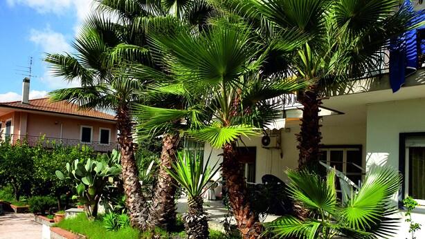 Une maison dotée d’un jardin agrémenté de palmiers et de cactus.